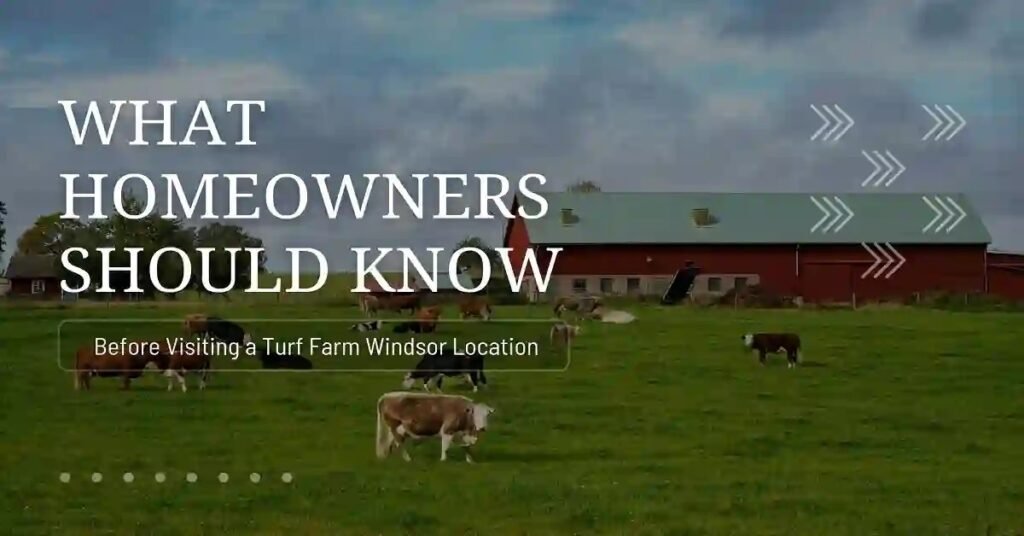 turf farm windsor